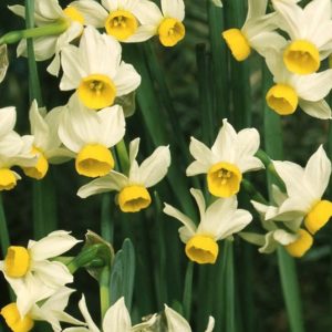 Dwarf Narcissus / Cyclamenius Daffodil February Gold Pack 10 Bulbs