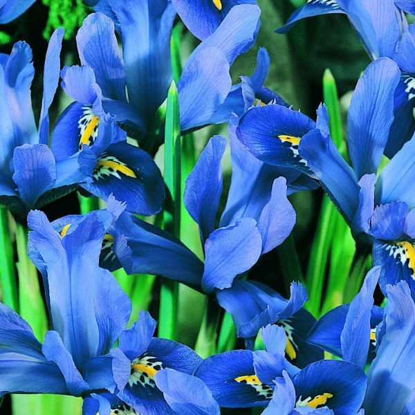 Dwarf Iris Reticulata 'Joyce' Blue Spring Flowering Pack 15 Bulbs
