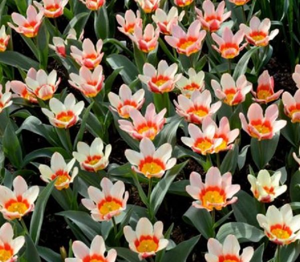 Dwarf Tulip Bulb 'Ancilla' Kaufmanniana WPC Prins Pack 10 Bulbs