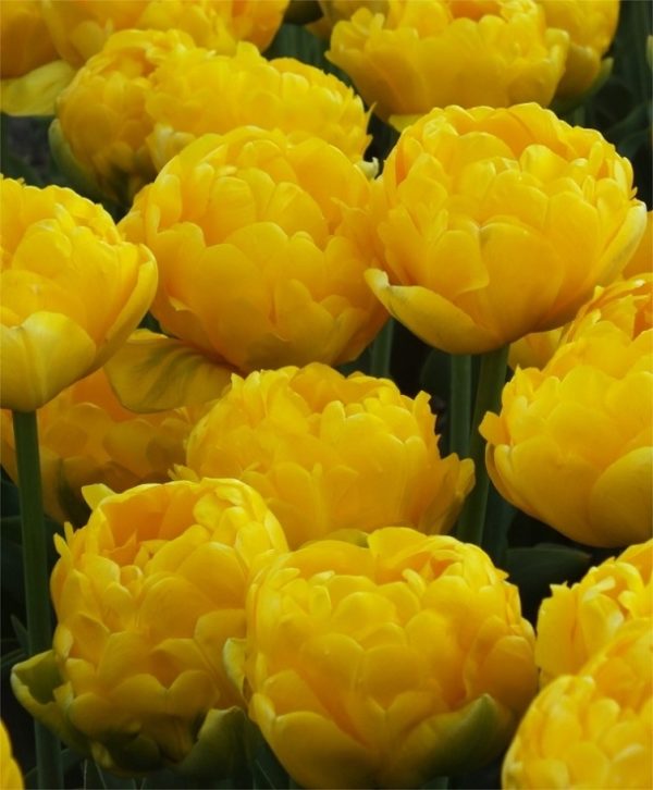 Double Peony Tulip Bulbs 'Yellow Pompenette' WPC Prins Pack 10 Bulbs