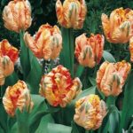 Parrot Tulip Bulbs 'Apricot Parrot' WPC Prins Quality Bulbs Pack 10