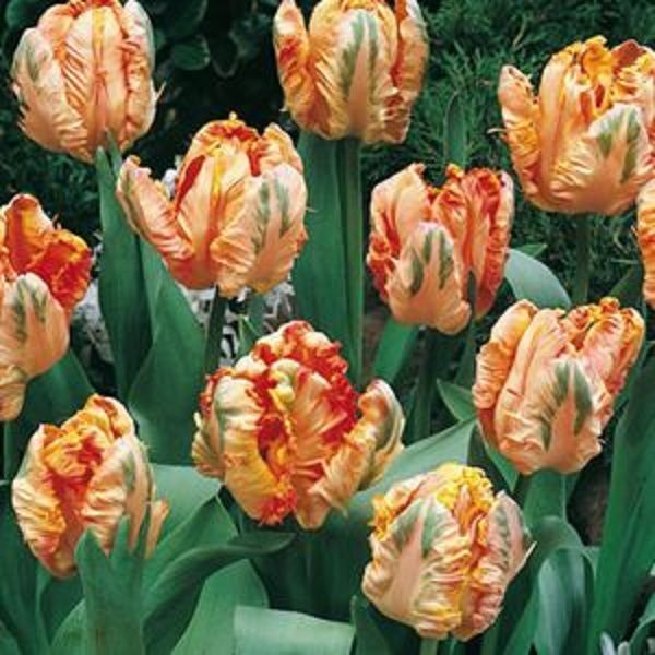 Parrot Tulip Bulbs 'Apricot Parrot' WPC Prins Quality Bulbs Pack 10