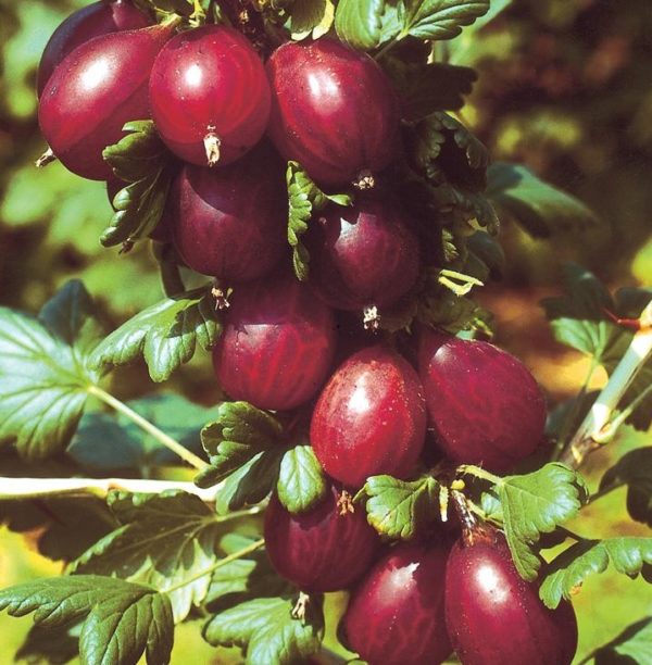 Ribes Uva-Crispa Gooseberry 'Hinnonmaki Red' LARGE Plug Plants Pack x3