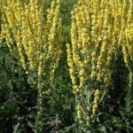 Verbascum 'Olympicum' Perennial Plug Plants Pack x6