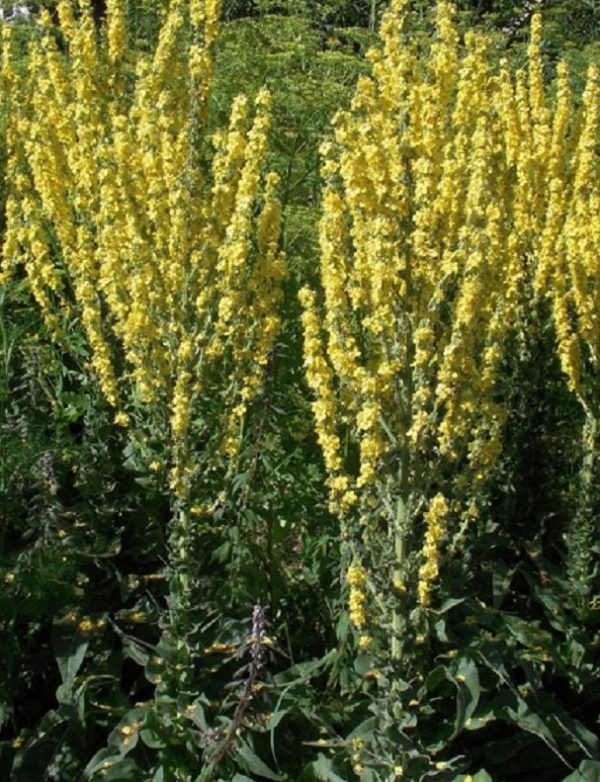 Verbascum 'Olympicum' Perennial Plug Plants Pack x6