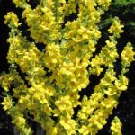 Verbascum 'Olympicum' Perennial Plug Plants Pack x6
