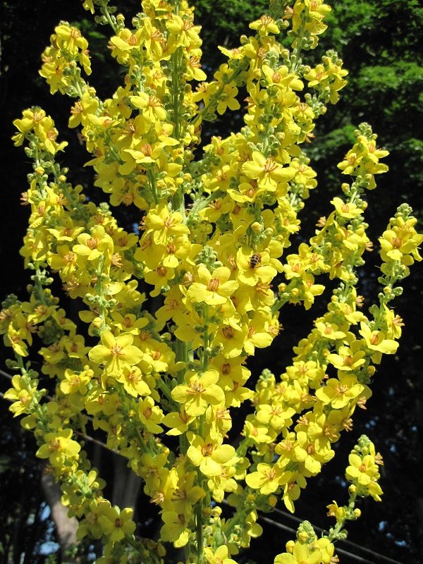 Verbascum 'Olympicum' Perennial Plug Plants Pack x6