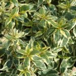 Abelia × Grandiflora 'Radiance' Evergreen Shrub XXL Supersize Plug Plants Pack x3