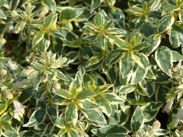 Abelia × Grandiflora 'Radiance' Evergreen Shrub XXL Supersize Plug Plants Pack x3