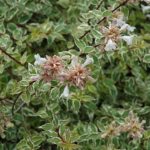 Abelia × Grandiflora 'Radiance' Evergreen Shrub XXL Supersize Plug Plants Pack x3