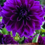 Dahlia Decorative 'Thomas Edison' WPC Prins Bulbs & Tubers Pack x1