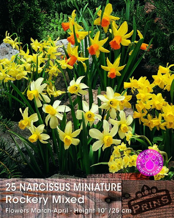 Pack 25 Mixed Miniature Daffodil/Narcissus Bulbs Dwarf Special Mixture Perennial