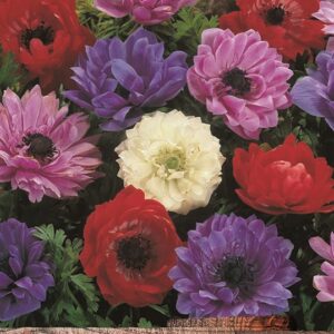 Anemone 'St Brigid Mixed' Bulbs / Corms Garden Bulbs Pack 15