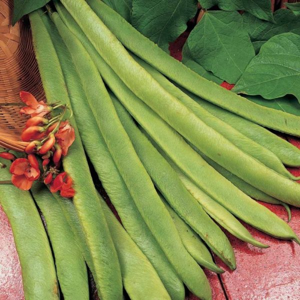 Runner Beans 'Scarlet Emperor' Pack Kings Vegetable Seeds