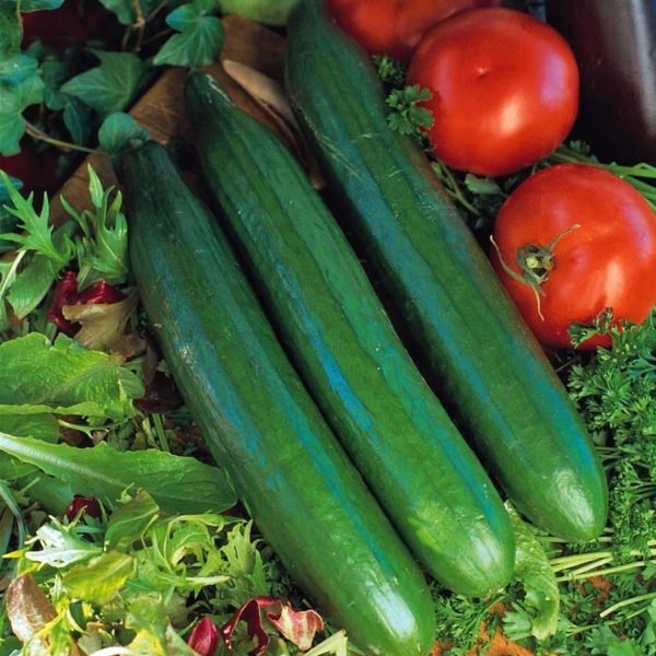 Cucumber 'Telegraph Improved' Pack Kings Vegetable Seeds