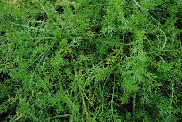 Chamomile Lawn 'Chamaemelum Nobile' Pack Seeds Suffolk Herbs
