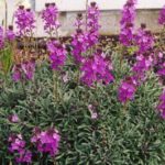 Erysimum 'Bowles Mauve' Perennial Wallflower Plug Plants Pack x6