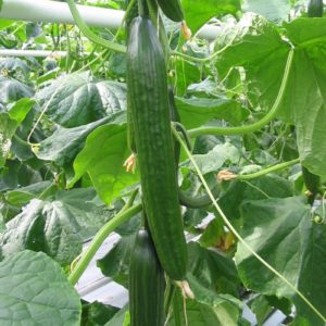Cucumber All Female 'Femspot F1' Pack Kings Vegetable Seeds