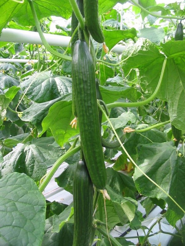 Cucumber All Female 'Femspot F1' Pack Kings Vegetable Seeds