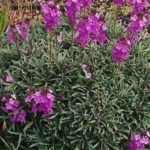 Erysimum 'Bowles Mauve' Perennial Wallflower Plug Plants Pack x6