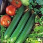 Cucumber 'Telegraph Improved' Pack Kings Vegetable Seeds