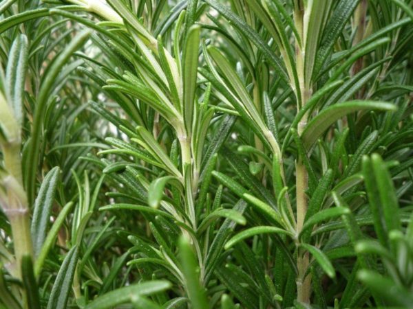 Rosemary Perennial Garden Herb Seeds Suffolk Herbs