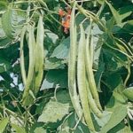 Runner Beans 'Scarlet Emperor' Pack Kings Vegetable Seeds