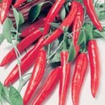 Pepper (Chilli Pepper) 'Long Slim' Pack Kings Vegetable Seeds