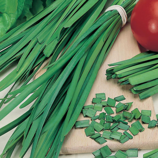 Garlic Chives Pack Suffolk Herbs From King's