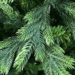 7ft 'Ashley Spruce' Artificial Christmas Tree With PE tips Swift