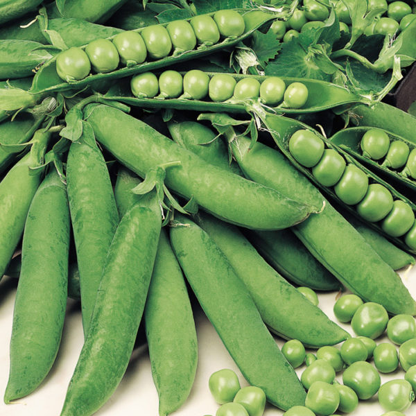 Pea 'Kelvedon Wonder' Pack Kings Quality Vegetable Seeds