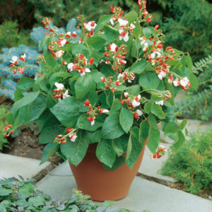 Dwarf Runner Bean 'Hestia' Pack Kings Patio Vegetable Seeds