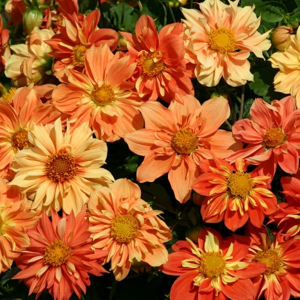 Dahlia 'Sunny Reggae' Pack Kings Quality Flower Seeds