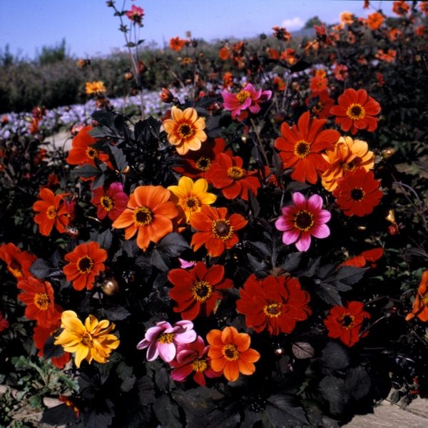 Dahlia Variabilis 'Bishop's Children' Pack Kings Quality Seed