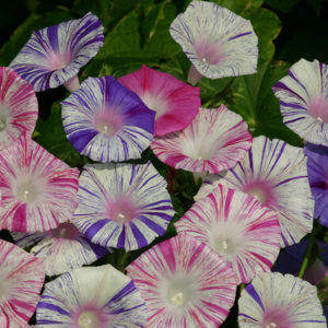 Ipomoea Carnevale di Venezia (Morning Glory) Pack Kings Flower Seeds