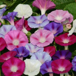 Ipomoea Lazy Luxe Mixed (Morning Glory) Pack Kings Flower Seeds