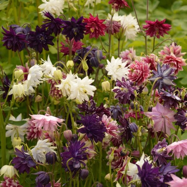 Aquilegia Barlow Mixed Kings Perennial Pack Flower Seeds