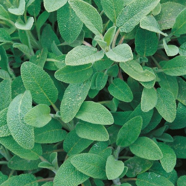 Sage (Salvia Officinalis) Perennial Herb Seeds Suffolk Herbs