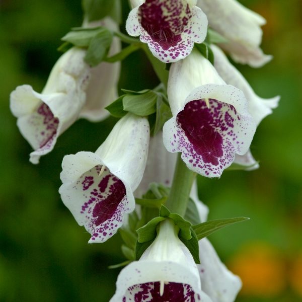 Foxglove 'Pam's Choice' Pack King's Quality Seeds