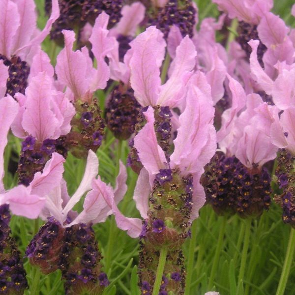 Lavender Stoechas (French Lavender) King's Quality Pack Flower Seeds