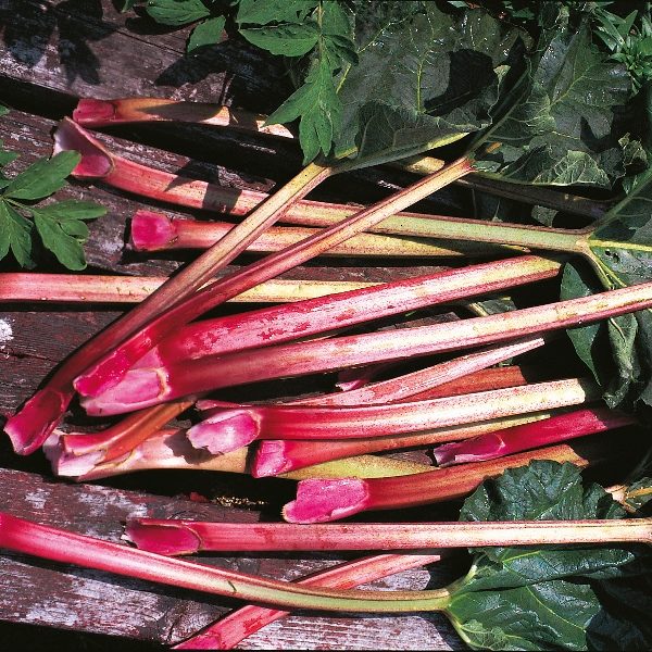 Rhubarb Glaskins Perpetual Vegetable Garden King's Seeds