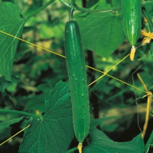 Cucumber 'Burpless Tasty Green F1' Pack Kings Vegetable Seeds
