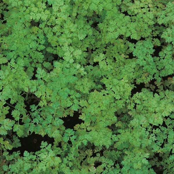 Chervil Curled Perennial Suffolk Herbs Pack Seeds
