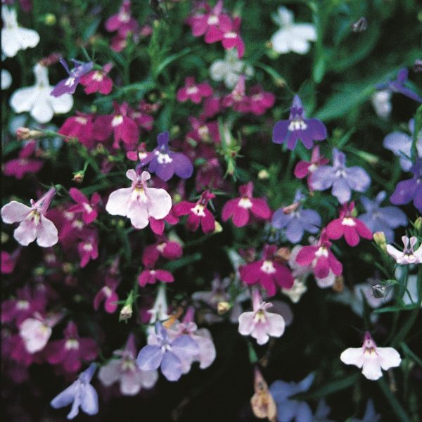 Lobelia (Trailing) Pendula Cascade Mixed Pack Kings Seeds