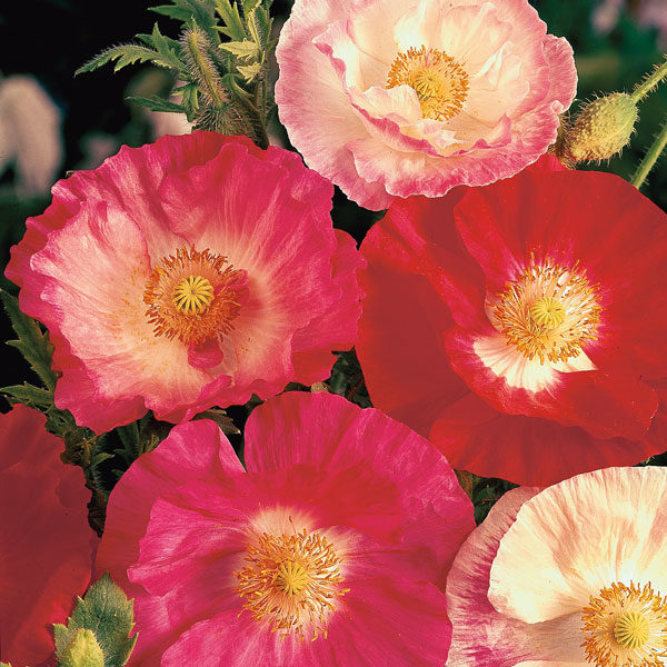 Poppy 'Shirley Double Mixed' Pack Kings Quality Flower Seeds