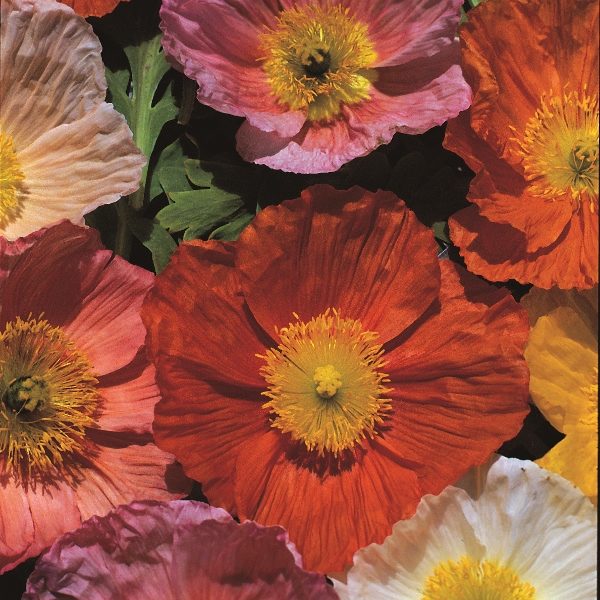 Poppy Nudicaule 'Iceland Giant' King's Pack Flower Seeds
