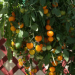 Tomato 'Tumbling Tom Yellow' Pack Kings Vegetable Seeds