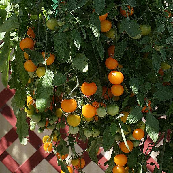 Tomato 'Tumbling Tom Yellow' Pack Kings Vegetable Seeds