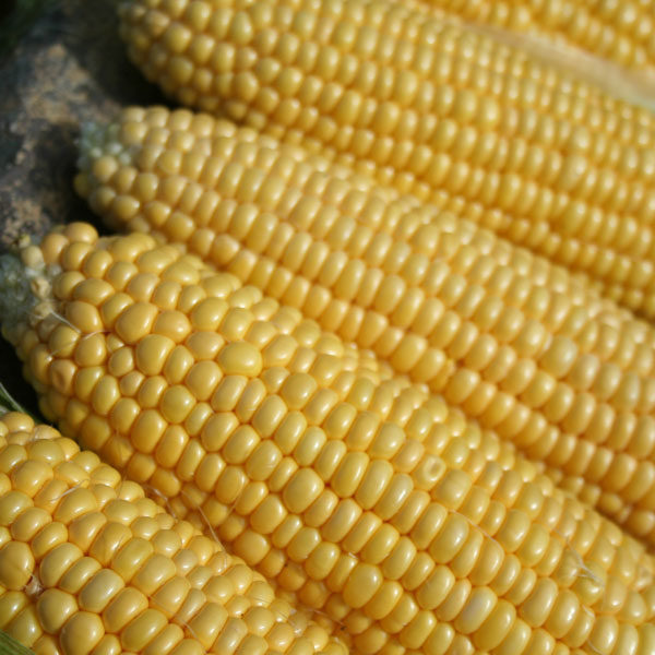 Sweet Corn 'Earliking' F1 Pack Kings Vegetable Garden Seeds