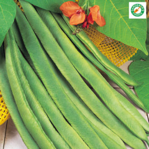 Runner Bean 'Enorma' Pack Kings Seed Vegetable Seeds